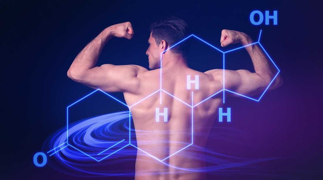 Connection Between Testosterone Levels and Muscle Mass