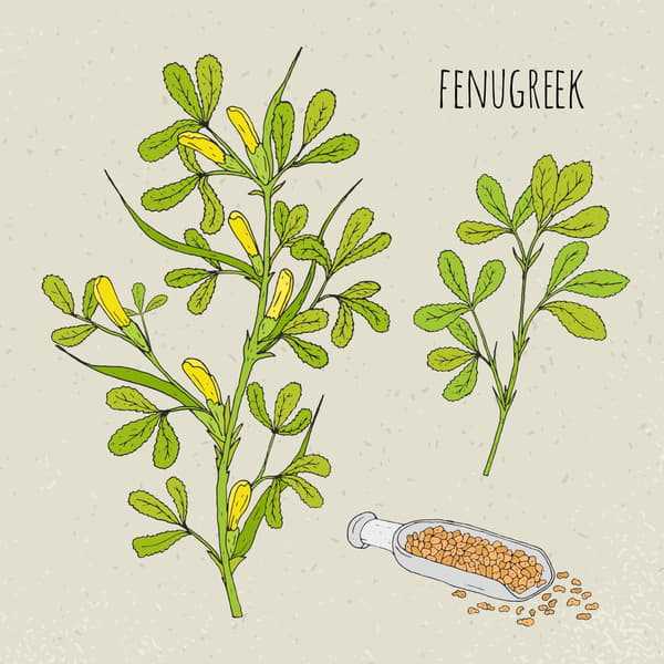 What is Fenugreek?