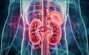 trt and kidneys 3