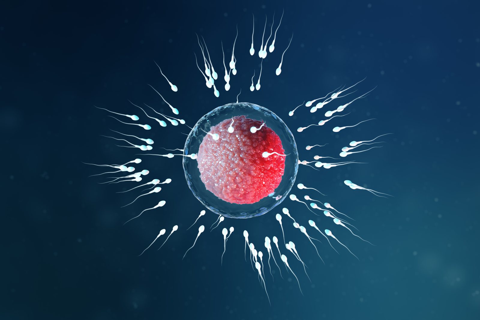 trt and sperm production 1