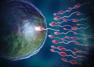 trt and sperm production 3