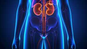 testosterone therapy effects on kidneys 2