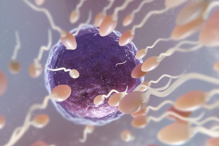 low t and fertility 1