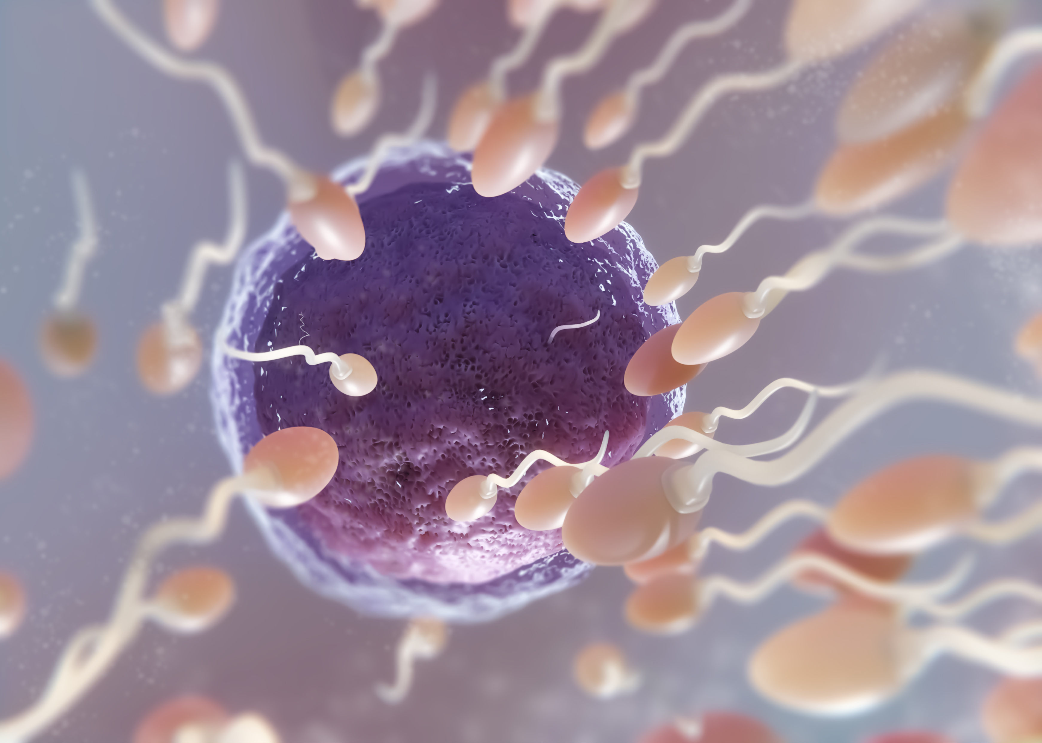 low t and fertility 1