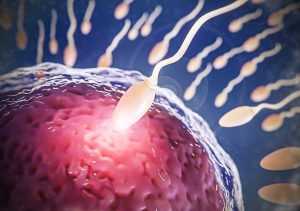 low t and fertility 2